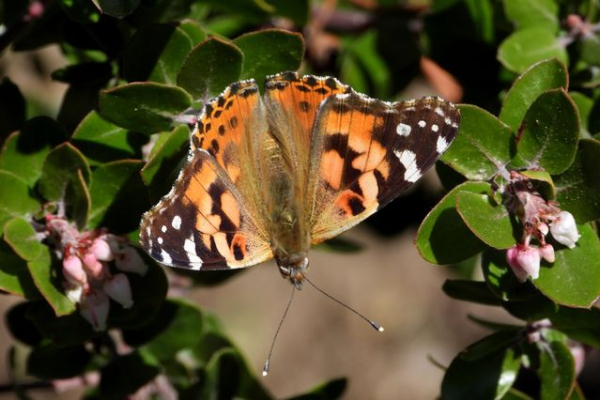 Painted Lady Butterfly