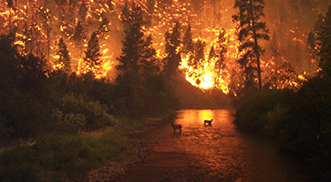 An image of the Bitterroot River Montana forest fire
