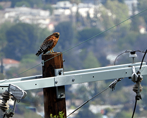 A red-shouldered hawk perched on a telephone pole in urban Los Angeles.