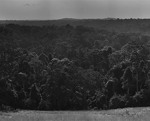 A black and white, horizontal image of the Congo Basin.