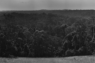 A black and white, horizontal image of the Congo Basin.