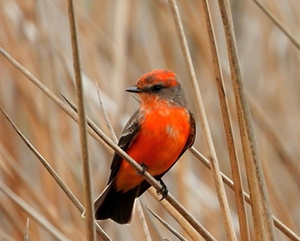 Orange Vermilion Flycatcher sitting on brush