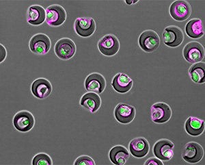 Nanovials containing individual cells (green) and secreted extracellular vesicles (magenta) within their cavities.