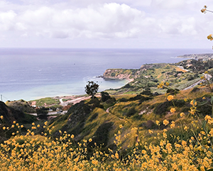 Yellow flowers in bloom along the Palos Verdes Peninsula