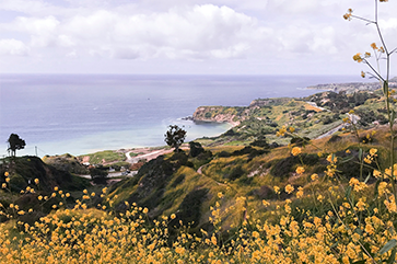 Yellow flowers in bloom along the Palos Verdes Peninsula