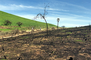 Wildfire aftermath showing scorched ground