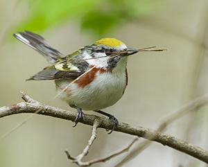 Chestnut-sided warbler carrying nesting material