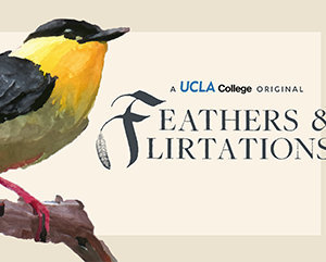 An illustration of a golden-collared manikin with the world "A UCLA College Original: Feathers & Flirtations."