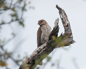 A greater honeyguide sits on the branch of a tree