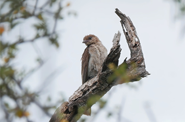 A greater honeyguide sits on the branch of a tree