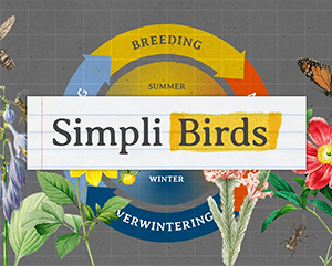 A colorful graphic illustration featuring the text ‘Simpli Birds’ in a stylized font on a white banner. The background is a textured gray with grid lines, suggesting graph paper. Surrounding the central banner are various elements related to birds: a circular diagram with segments labeled ‘BREEDING,’ ‘SUMMER,’ ‘WINTER,’ and ‘OVERWINTERING’ in capital letters, indicating seasons in a bird’s life cycle. There are also illustrations of butterflies, flowers, and leaves scattered around the image, adding to the theme of nature and wildlife.