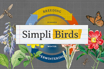 A colorful graphic illustration featuring the text ‘Simpli Birds’ in a stylized font on a white banner. The background is a textured gray with grid lines, suggesting graph paper. Surrounding the central banner are various elements related to birds: a circular diagram with segments labeled ‘BREEDING,’ ‘SUMMER,’ ‘WINTER,’ and ‘OVERWINTERING’ in capital letters, indicating seasons in a bird’s life cycle. There are also illustrations of butterflies, flowers, and leaves scattered around the image, adding to the theme of nature and wildlife.