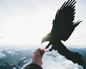 a black bird on a person's left hand with a vast, snow-capped mountain range in the background.