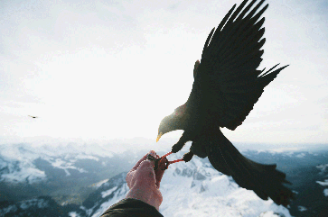 a black bird on a person's left hand with a vast, snow-capped mountain range in the background.