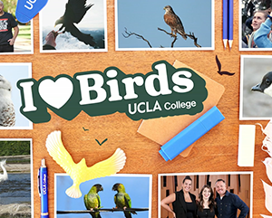 A collage of bird photos against a wooden counter top.