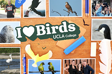 A collage of bird photos against a wooden counter top.