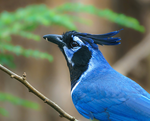 Close-up of blue and black bird