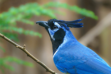 Close-up of blue and black bird