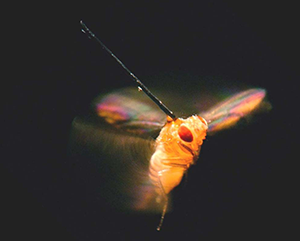 A fruit fly with a pin attached on its back