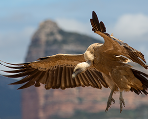 griffon vulture in flight