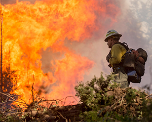 A sole firefighter faces a wall of forest fire.