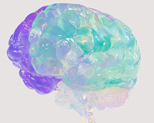 Translucent brain in purple and light blue