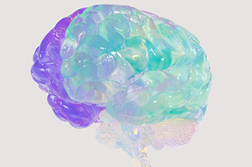 Translucent brain in purple and light blue