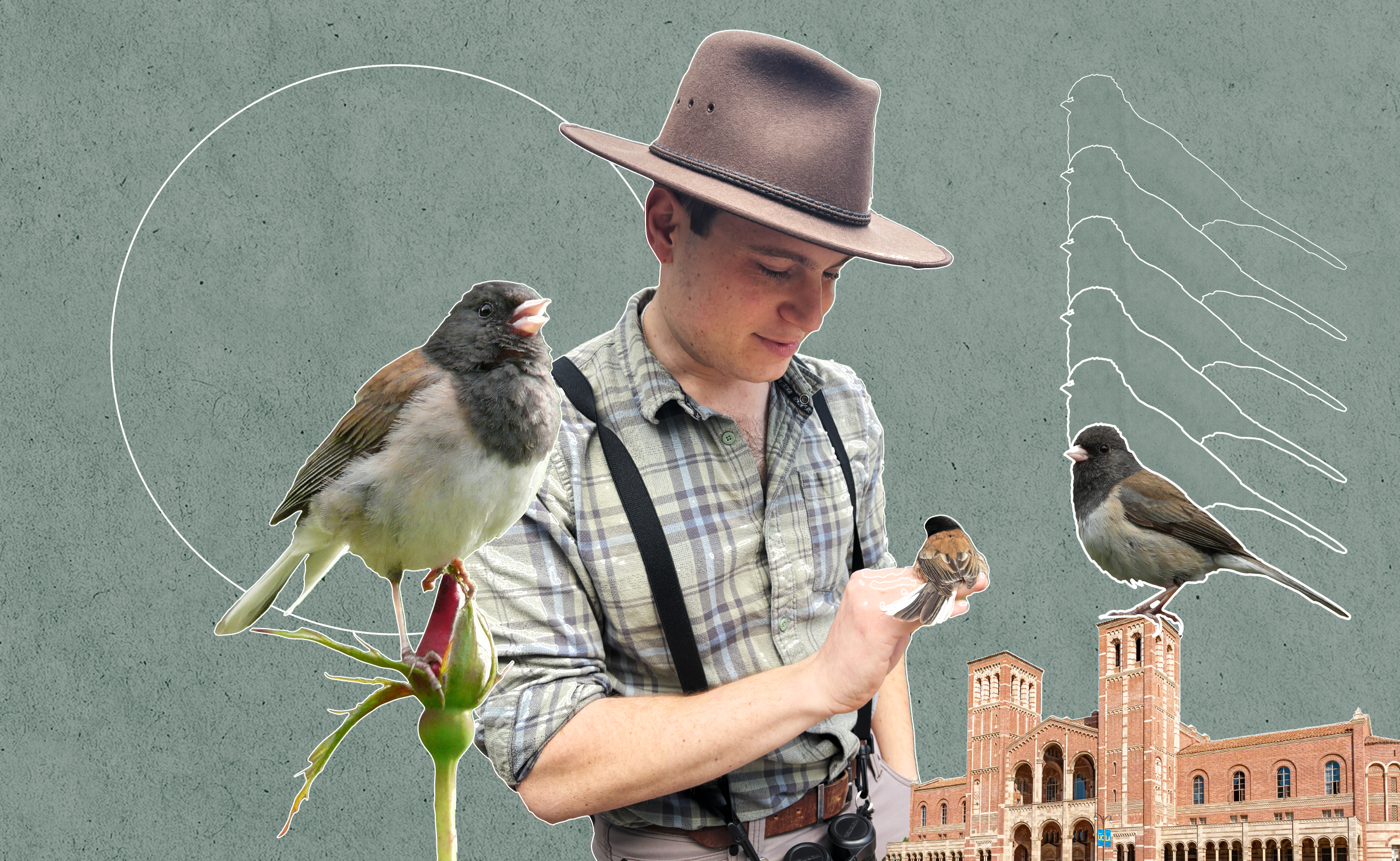 Stylized image of UCLA doctoral student Joey Di Liberto with three dark-eyed juncos in front of Royce Hall and a background with white outlines.