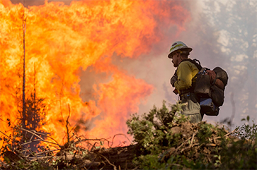 A sole firefighter faces a wall of forest fire.