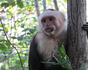 A white-faced male capuchin monkey forages on grass seed during the dry season in Guanacaste, Costa Rica. Researchers have been documenting the lives of these monkeys and studying their social behaviors and survival strategies for 35 years.