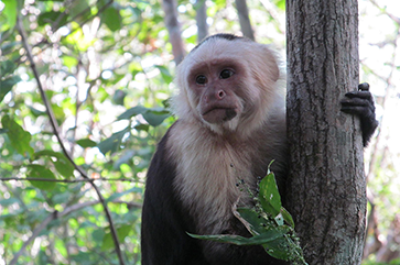 A white-faced male capuchin monkey forages on grass seed during the dry season in Guanacaste, Costa Rica. Researchers have been documenting the lives of these monkeys and studying their social behaviors and survival strategies for 35 years.