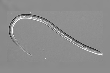 A microscopic image of an S. stercoralis nematode against a gray background.