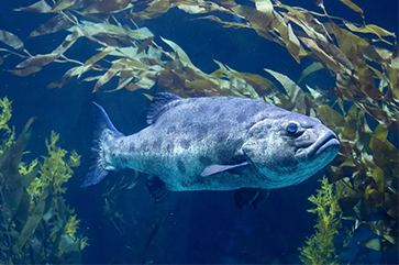 A giant sea bass swims amid kelp at the Aquarium of the Pacific in Long Beach.