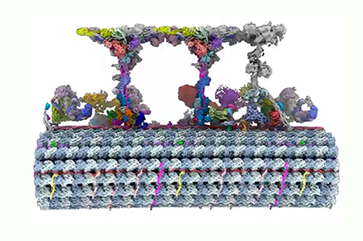 A map of the basic structural unit in the parasite Trypanosoma brucei’s flagellum