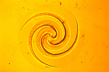 A logarithmic spiral with a diameter of 500 μm, approximately half the diameter of a sewing needle.