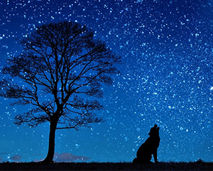 A silhouette of a tree and wolf howling against a starry night.